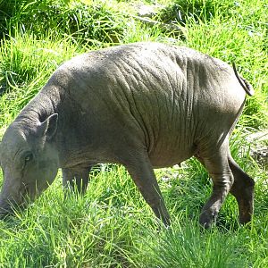 North Sulawesi babirusa (Babyrousa celebensis)