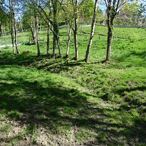 North Sulawesi babirusa (Babyrousa celebensis) exhibit