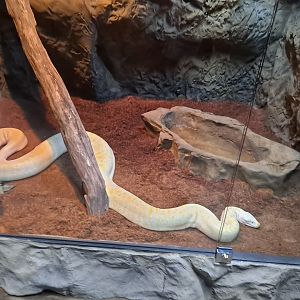 Unsigned Python (4/19/25)