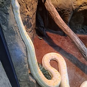 Unsigned Python (4/19/25)