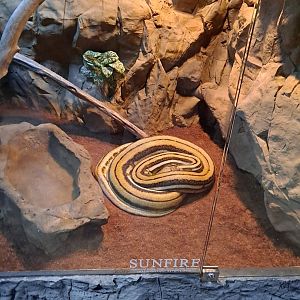 Reticulated Python (Sunfire) Exhibit (4/19/25)
