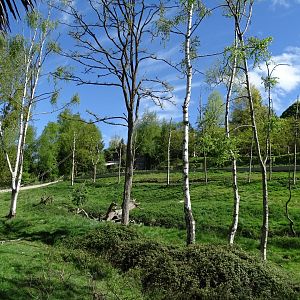 Celebes crested macaque (Macaca nigra) and Small-clawed otter (Aonyx cinereus) exhibit