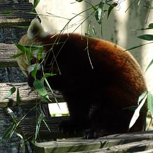 Red panda (Ailurus fulgens)
