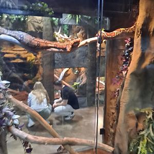 Boa Constrictor Exhibit (4/19/25)