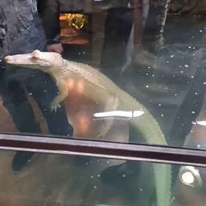 Salt the Albino American Alligator (4/19/25)