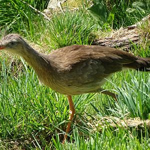 Red-legged seriema (Cariama cristata)