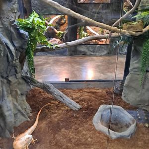 Green Iguana (Hienz) and Red-Footed Tortoise Exhibit (4/19/25)