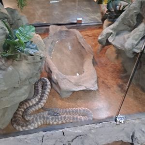 Black-Headed Python Exhibit (4/19/25)
