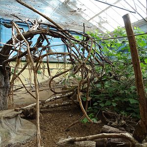 Six-banded armadillo (Euphractus sexcinctus) and emperor tamarin (Saguinus imperator) exhibit