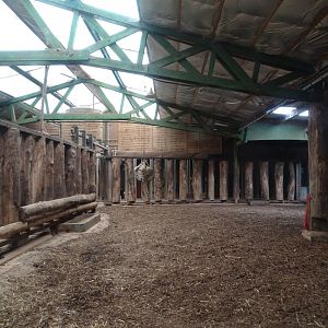Indian rhinoceros (Rhinoceros unicornis) indoor