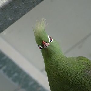 Guinea turaco (Tauraco persa)