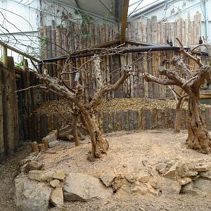 Rodriguez flying fox (Pteropus rodricensis) and radiated tortoise (Astrochelys radiata) exhibit