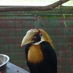 Papuan hornbill (Rhyticeros plicatus)