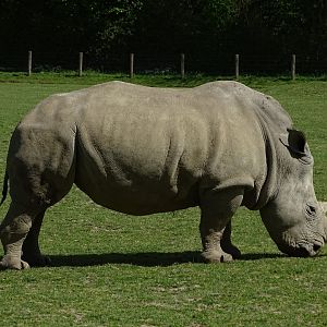 Southern white rhinoceros