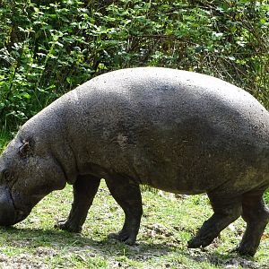 Pygmy hippopotamus (Choeropsis liberiensis)
