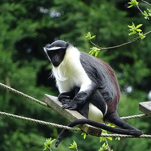 Roloway Guenon (Cercopithecus roloway)