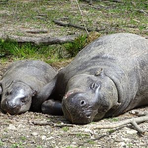Pygmy hippopotamus (Choeropsis liberiensis)