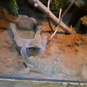Nile Monitor (Lyle) Exhibit (4/19/25)