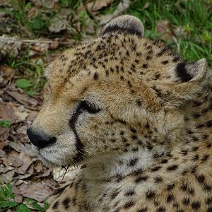 Sudan cheetah