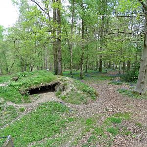 African wild dog (Lycaon pictus) exhibit
