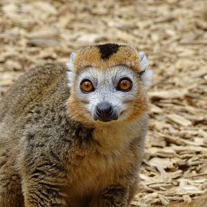 Crowned lemur (Eulemur coronatus)