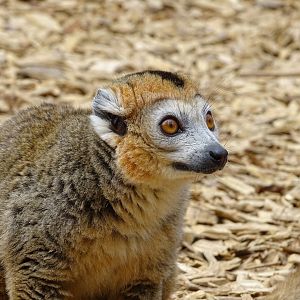 Crowned lemur (Eulemur coronatus)