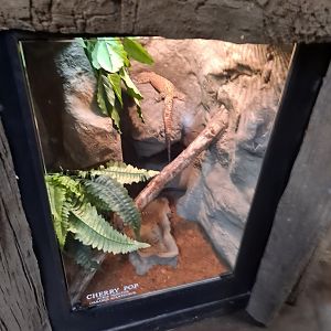 Ackie Monitor (Cherry Pop) Exhibit (4/19/25)