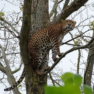 Sri Lankan leopard (Panthera pardus kotiya)