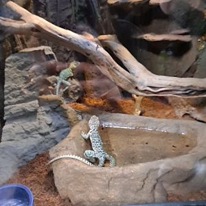 Collared Lizard (Mateo and Rosa) Exhibit (4/19/25)