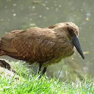 Hamerkop (Scopus umbretta)