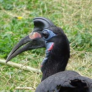 Abyssinian ground hornbill (Bucorvus abyssinicus)
