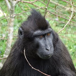 Celebes crested macaque (Macaca nigra)