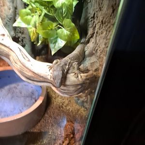 Unsigned Monitor ID, is this an Ackie? (4/19/25)