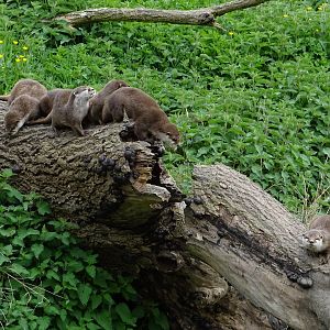 Small-clawed otters (Aonyx cinereus)