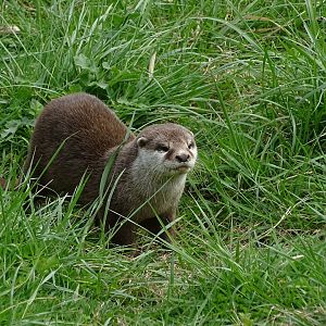 Small-clawed otter (Aonyx cinereus)