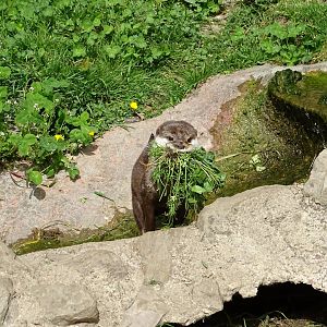 Small-clawed otter (Aonyx cinereus)