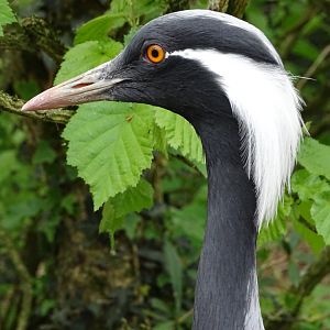 Demoiselle crane (Grus virgo)