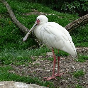 African spoonbill (Platalea alba)