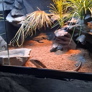 Sudan Plated Lizard Exhibit (4/19/25)