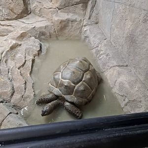 Matilda the Aldabra Tortoise (4/19/25)
