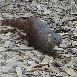 Ring-tailed vontsira (Galidia elegans)