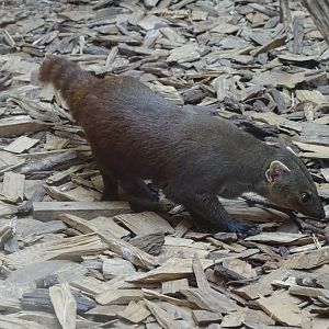 Ring-tailed vontsira (Galidia elegans)