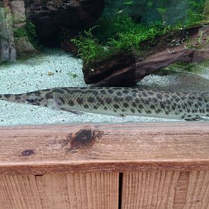 Spotted gar (Lepisosteus oculatus)