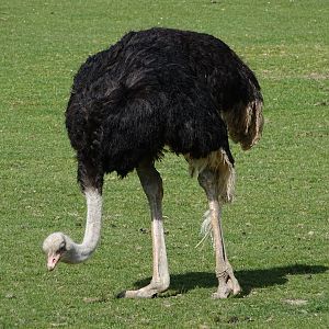 Common ostrich (Struthio camelus)