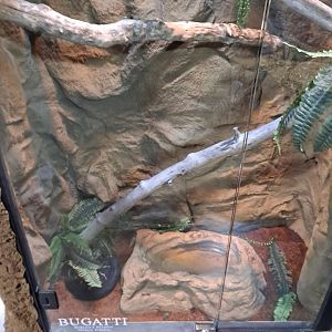 Boelen's Python (Bugatti) Exhibit (4/19/25)