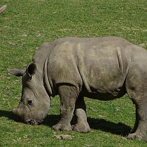 White rhinoceros (Ceratotherium simum)
