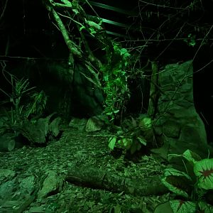 Senegal bushbaby (Galago senegalensis) exhibit