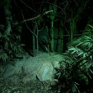 Senegal bushbaby (Galago senegalensis) exhibit