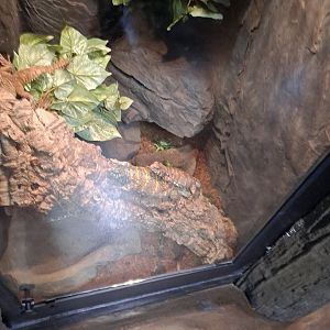 Ornate Uromastyx Exhibit (4/19/25)