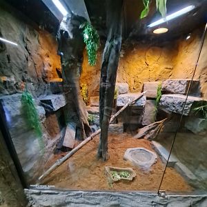 Rhinoceros Iguana (Diddy Kong and Dixie Kong) Exhibit (4/19/25)